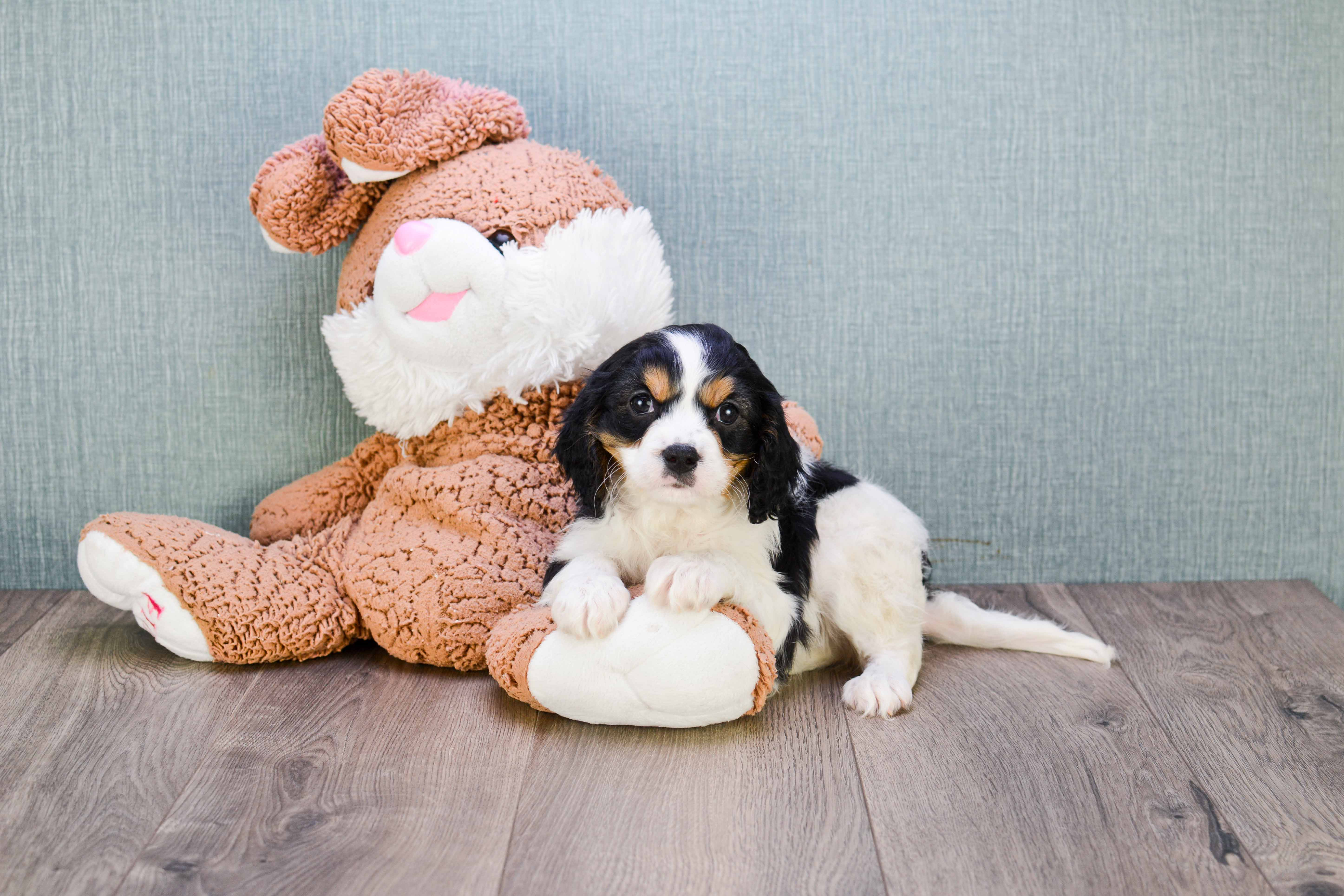 Cavalier King Charles Spaniel Pup Being Cute