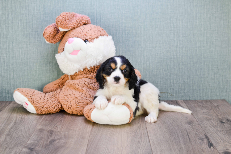 Cavalier King Charles Spaniel Pup Being Cute