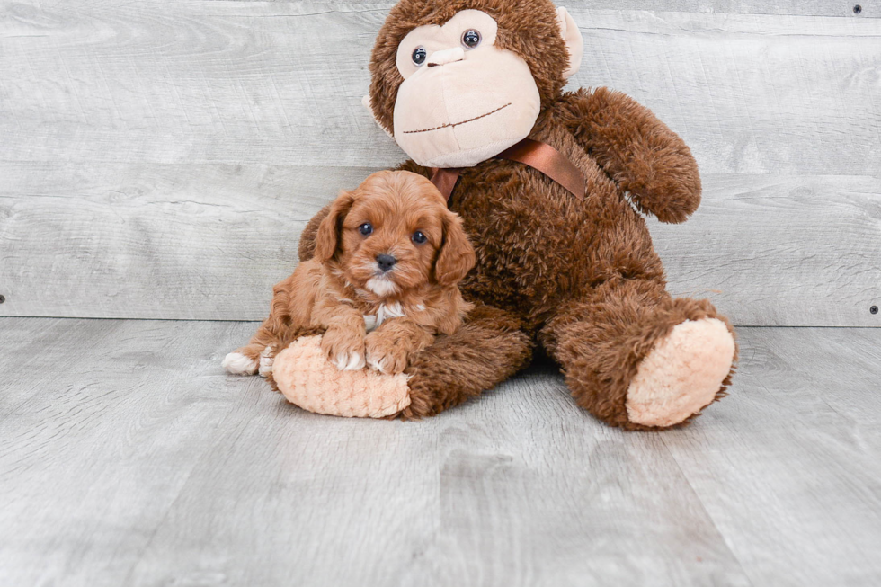 Smart Cavapoo Poodle Mix Pup