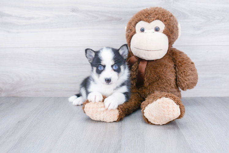 Pomsky Puppy for Adoption