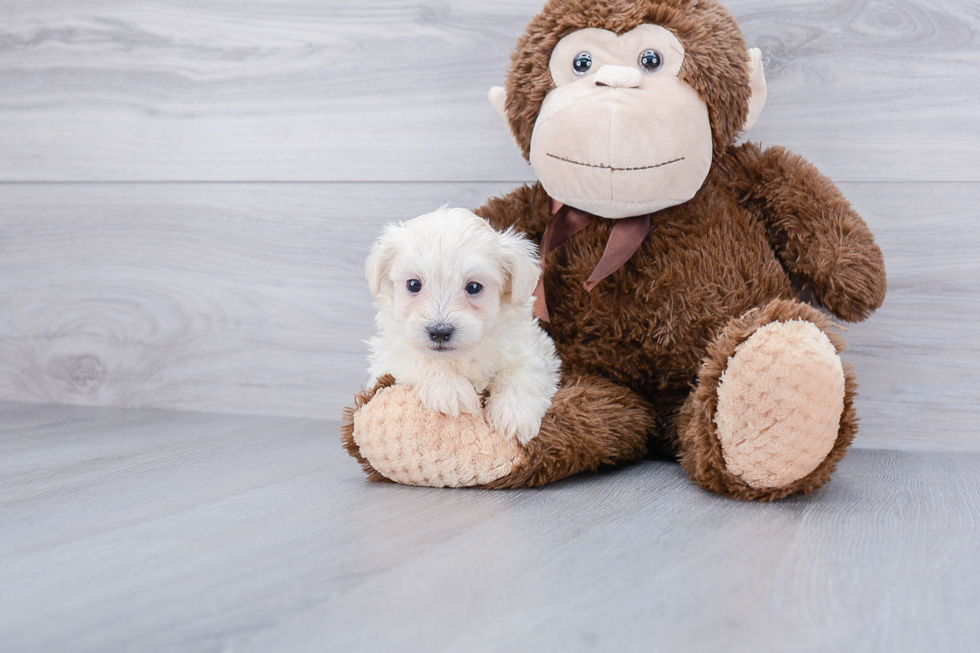 Petite Maltipoo Poodle Mix Pup