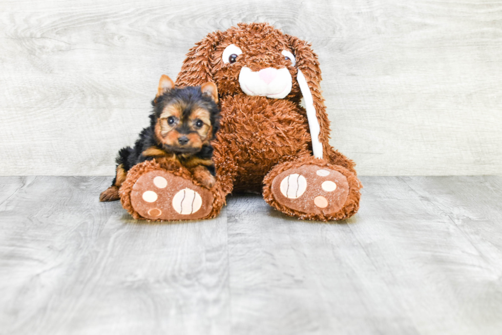 Meet Victoria - our Yorkshire Terrier Puppy Photo 