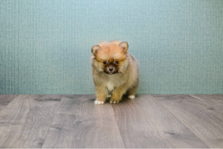 Petite Pomeranian Purebred Puppy