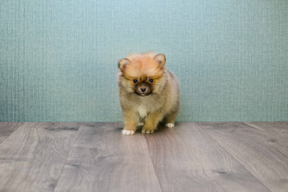 Petite Pomeranian Purebred Puppy