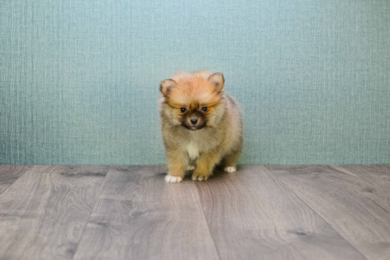 Petite Pomeranian Purebred Puppy