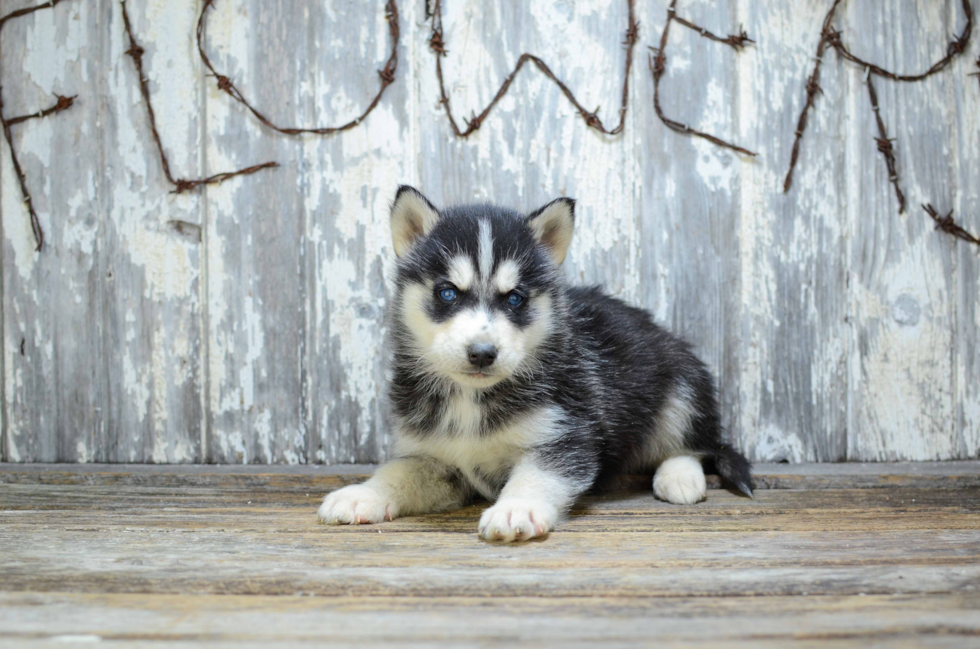 Best Siberian Husky Baby