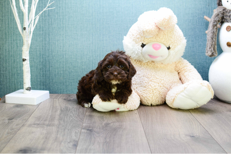 Little Cavoodle Poodle Mix Puppy