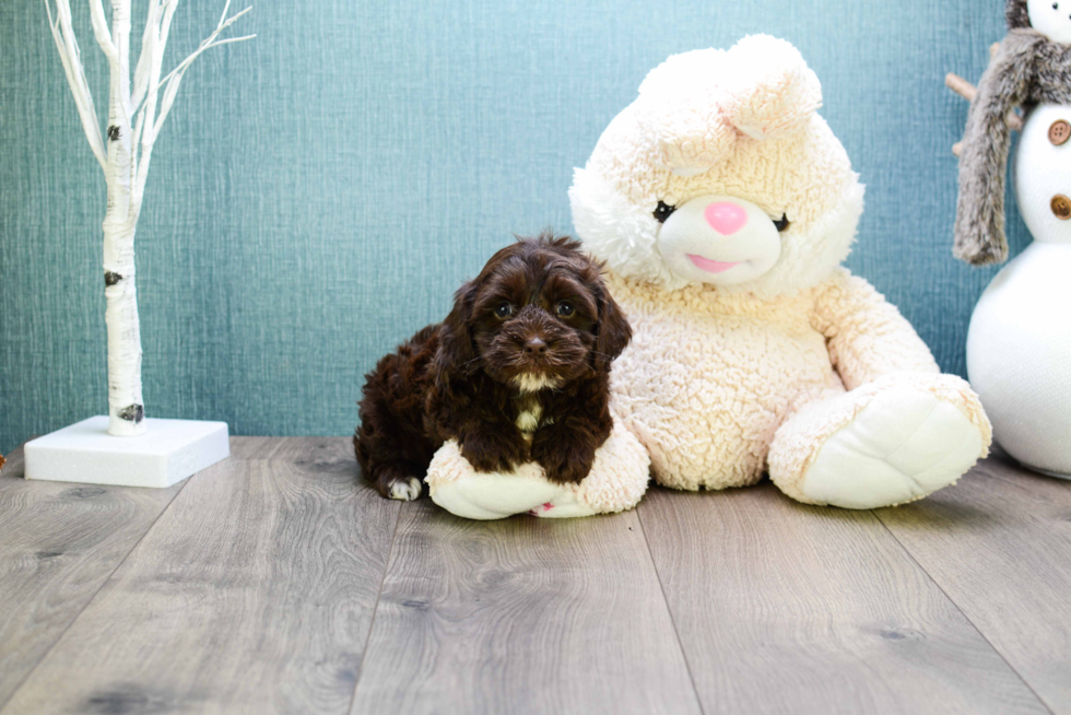 Little Cavoodle Poodle Mix Puppy