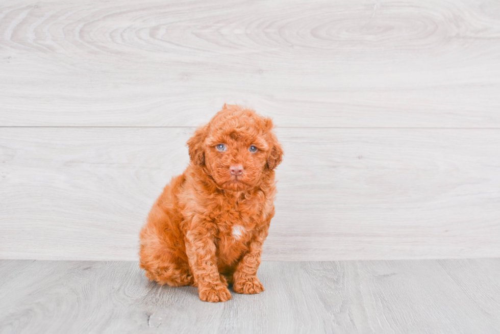 Funny Mini Goldendoodle Poodle Mix Pup