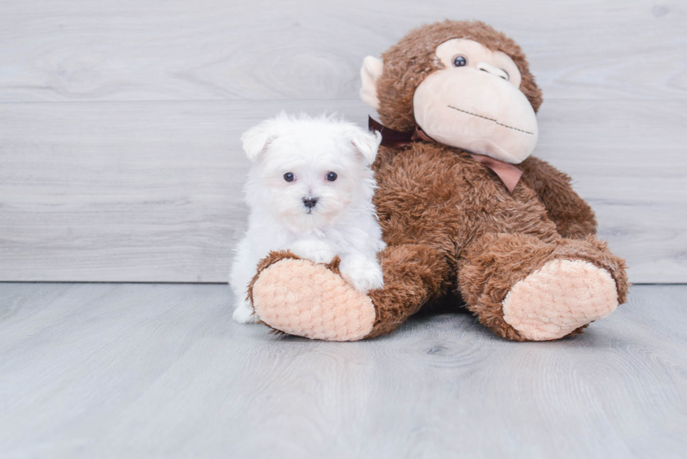 Maltese Pup Being Cute