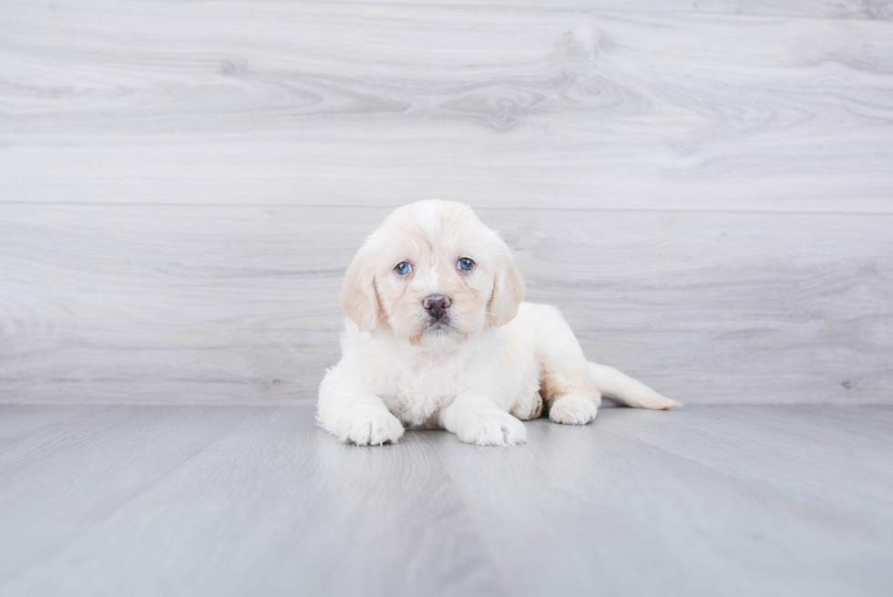 Mini Labradoodle Puppy for Adoption