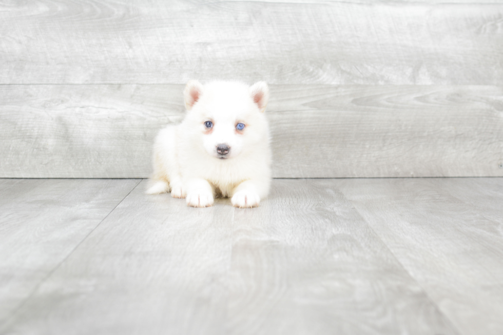 Petite Pomsky Designer Pup