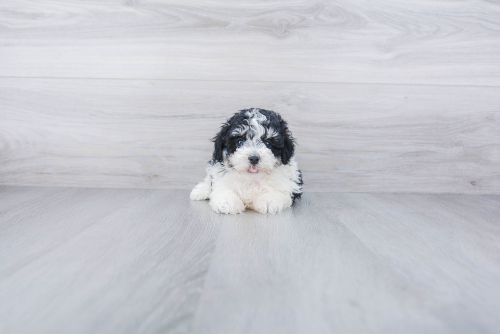 Energetic Havanese Purebred Puppy