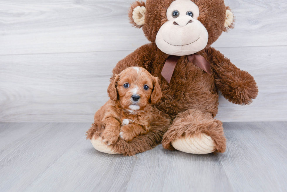 Playful Cavoodle Poodle Mix Puppy