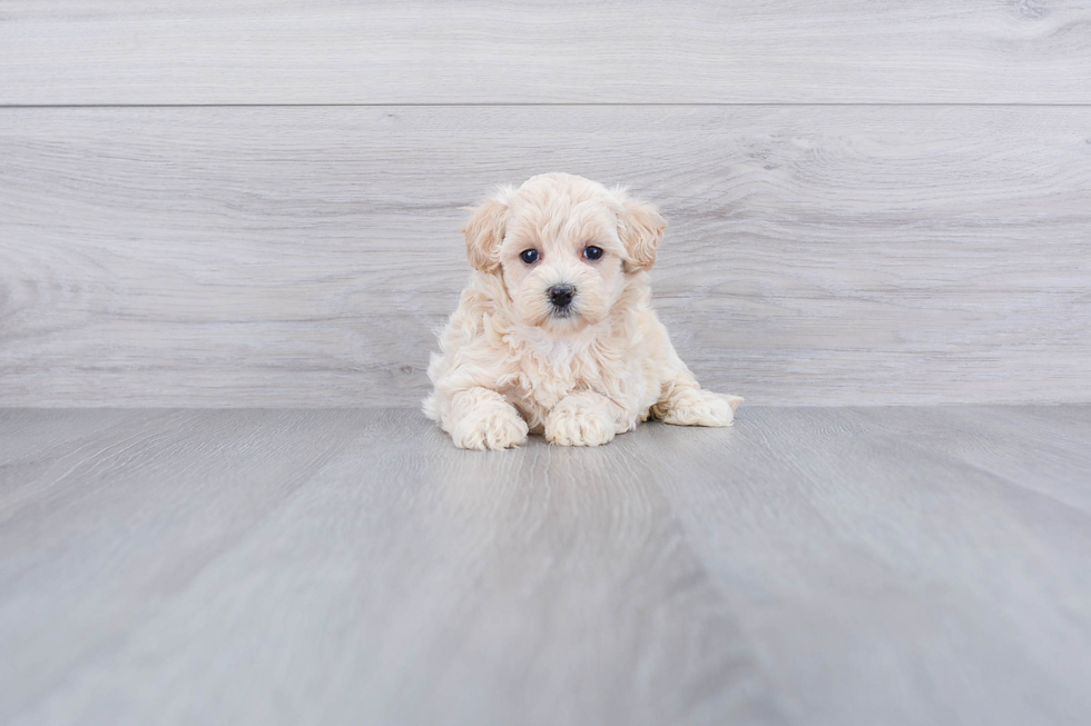 Smart Maltipoo Poodle Mix Pup