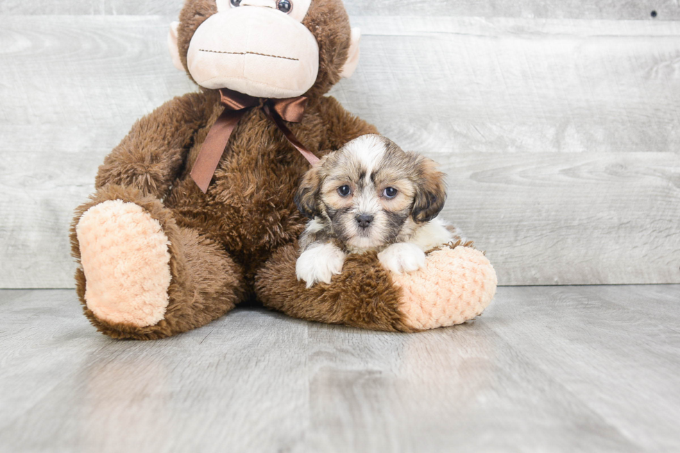 Funny Teddy Bear Designer Pup