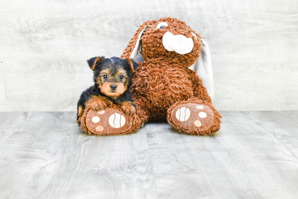 Meet Timmy - our Yorkshire Terrier Puppy Photo 