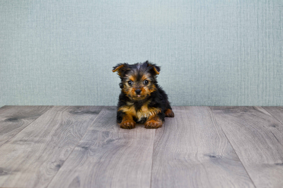 Meet Roscoe - our Yorkshire Terrier Puppy Photo 