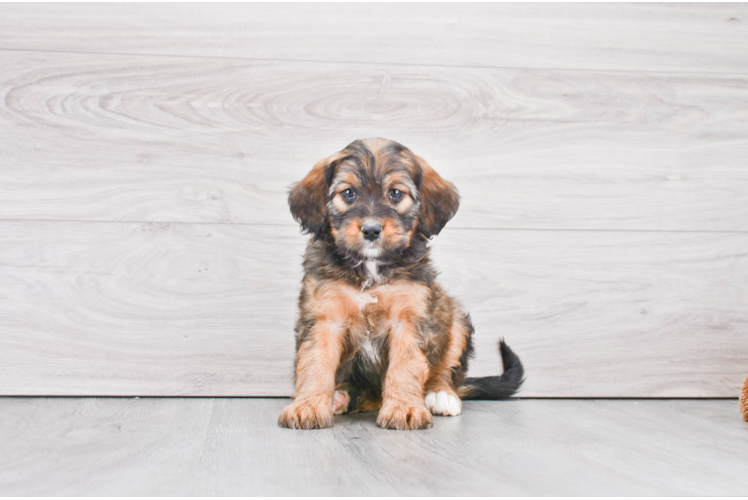 Smart Mini Bernedoodle Poodle Mix Pup