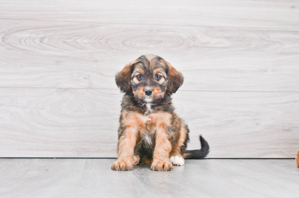 Smart Mini Bernedoodle Poodle Mix Pup