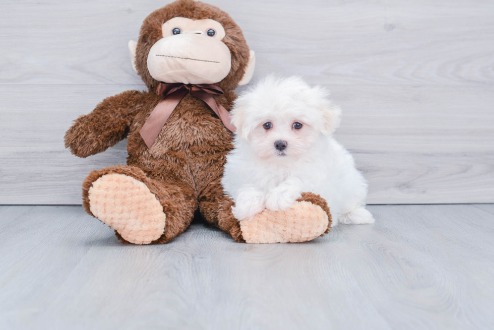 Maltese Pup Being Cute