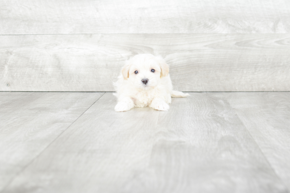 Maltipoo Pup Being Cute