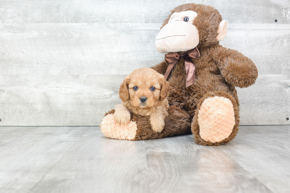 Cavapoo Pup Being Cute