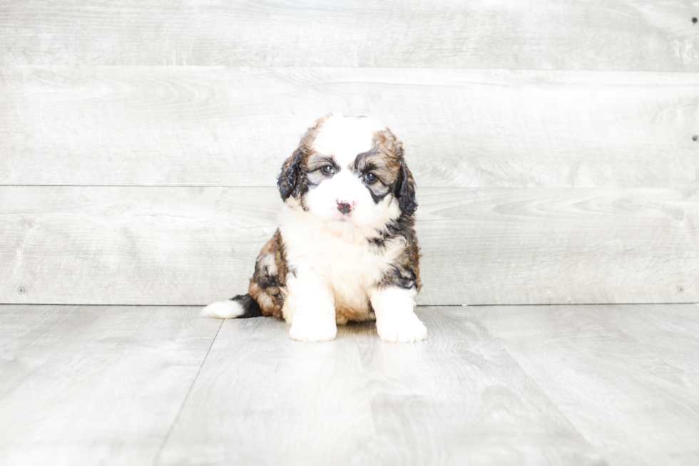 Mini Bernedoodle Pup Being Cute