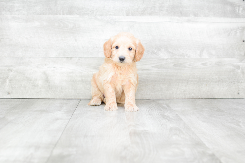 Friendly Mini Goldendoodle Baby