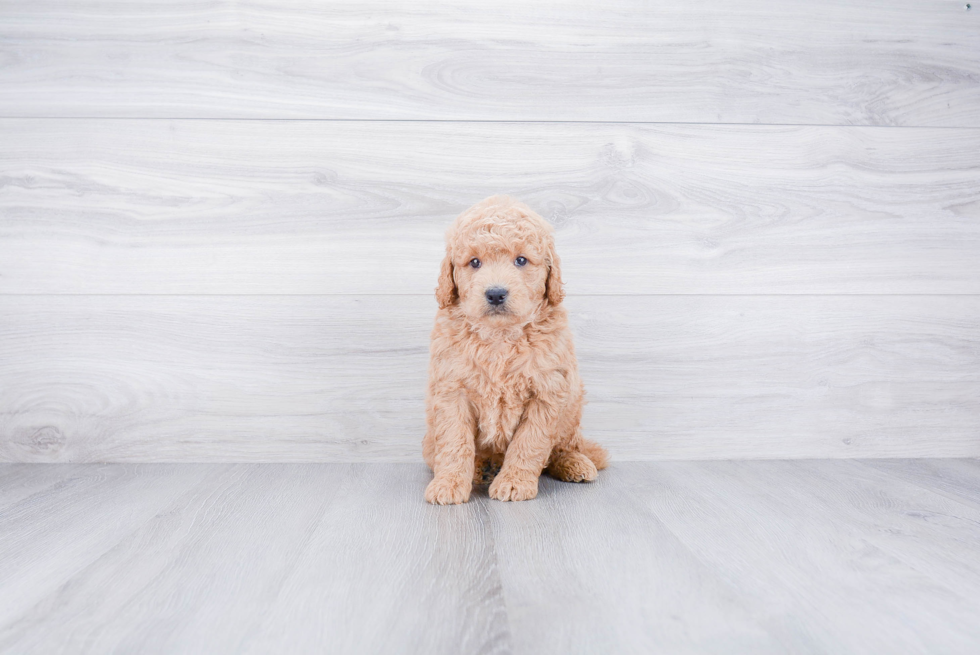 Petite Mini Goldendoodle Poodle Mix Pup