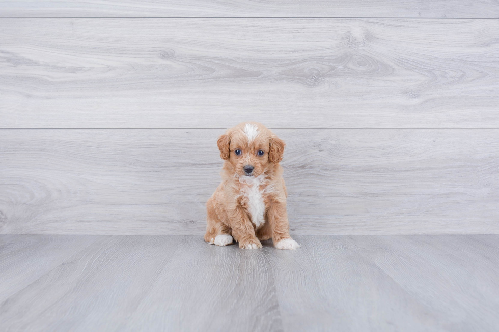 Best Mini Goldendoodle Baby