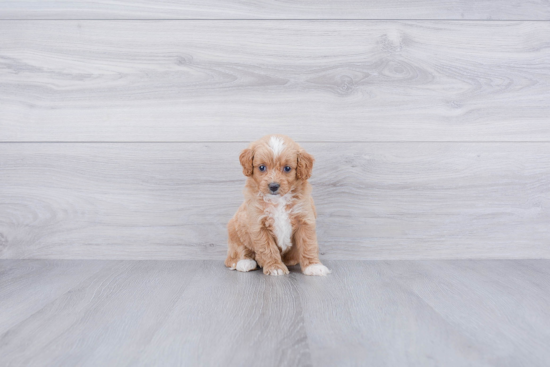 Best Mini Goldendoodle Baby