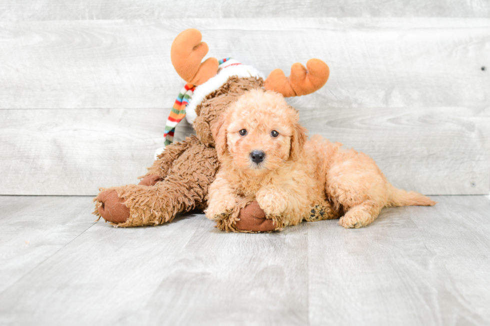 Friendly Mini Goldendoodle Baby