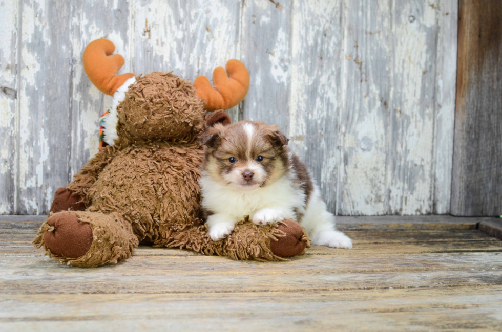 Pomeranian Puppy for Adoption