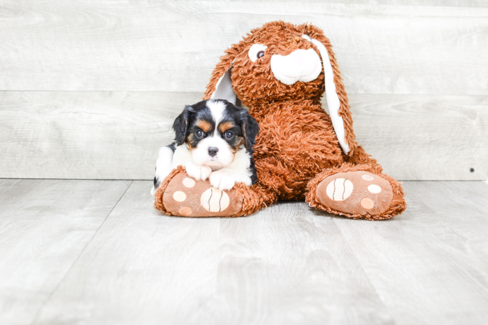 Cavalier King Charles Spaniel Pup Being Cute