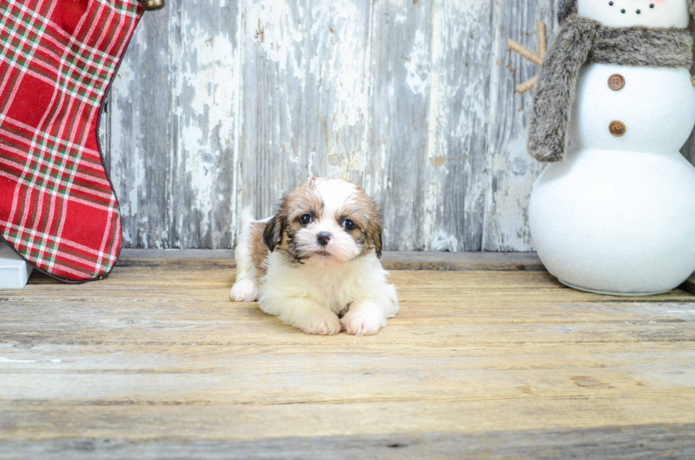 Sweet Teddy Bear Baby