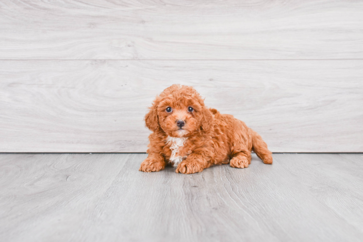 Best Mini Goldendoodle Baby