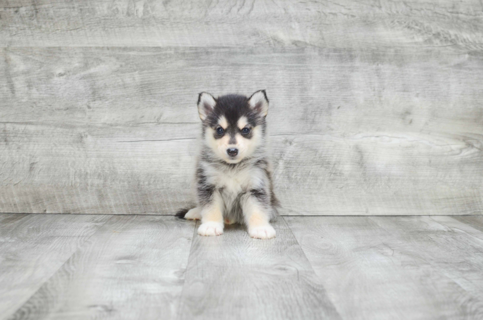 Pomsky Pup Being Cute