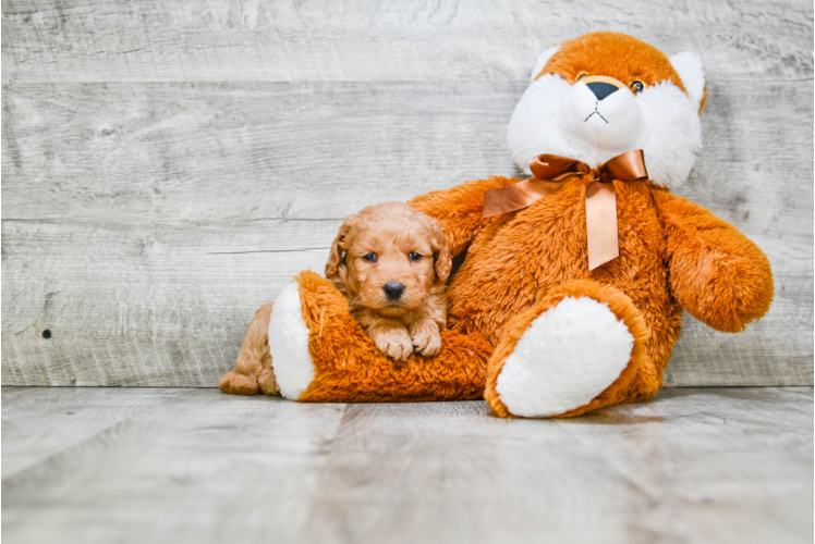 Happy Mini Goldendoodle Baby