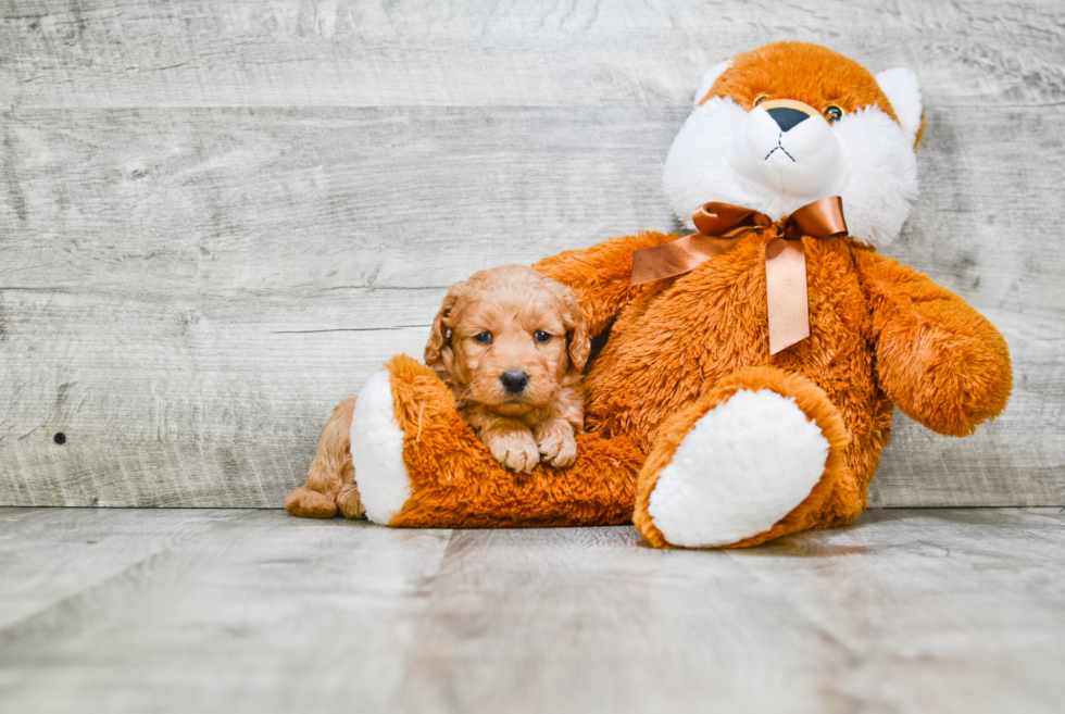 Happy Mini Goldendoodle Baby