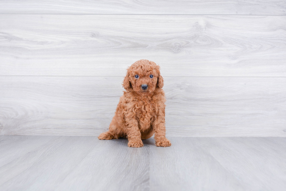 Playful Golden Retriever Poodle Mix Puppy