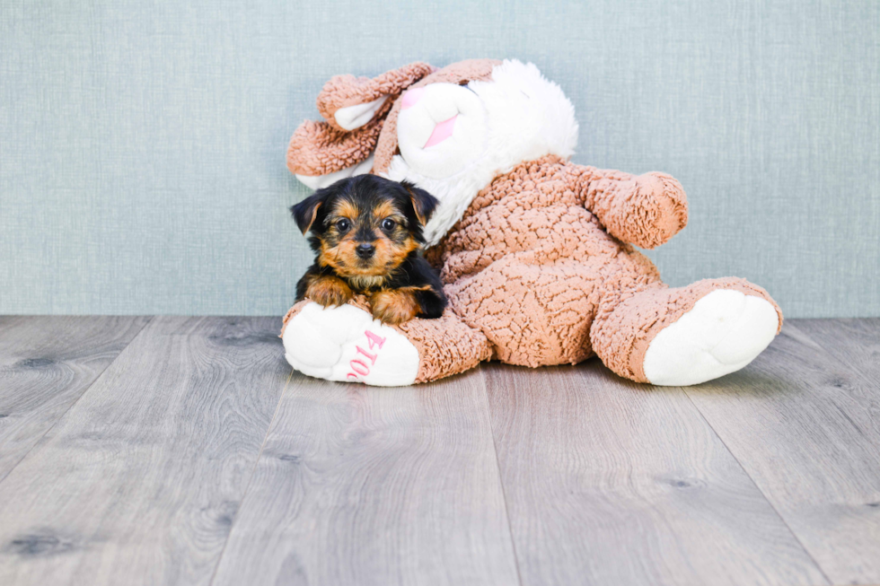 Meet Joey - our Yorkshire Terrier Puppy Photo 