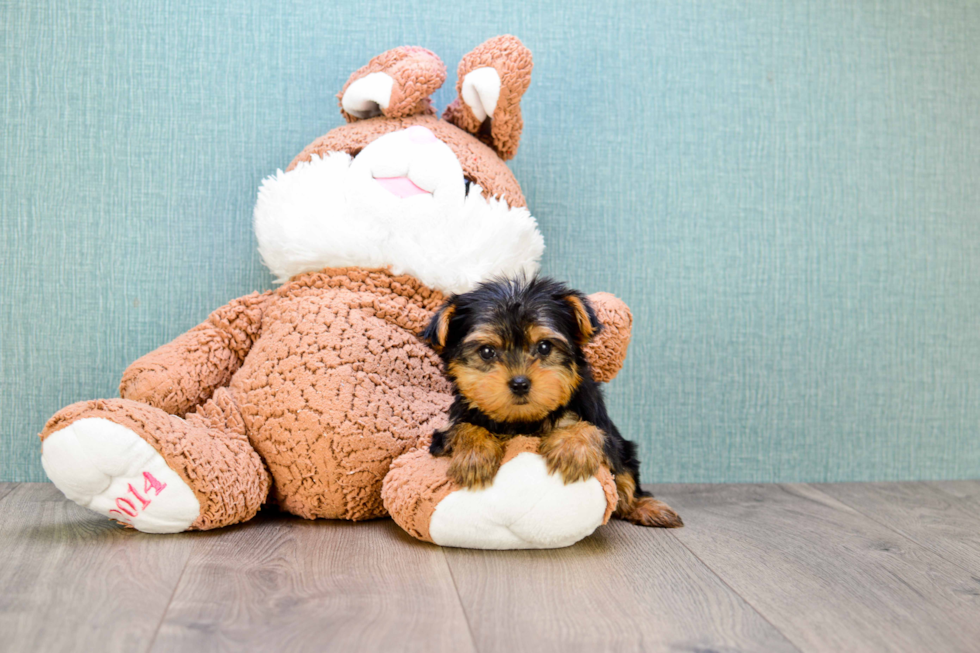 Meet Twinkle - our Yorkshire Terrier Puppy Photo 