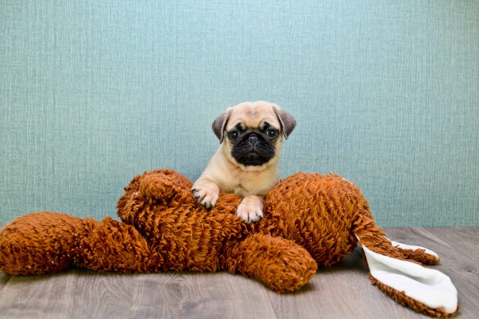 Pug Puppy for Adoption