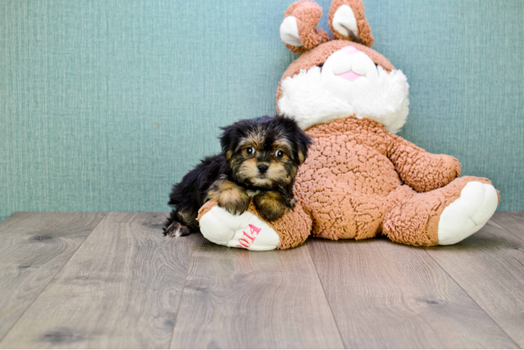 Smart Morkie Designer Pup