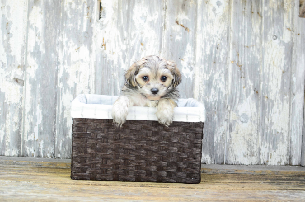 Morkie Pup Being Cute