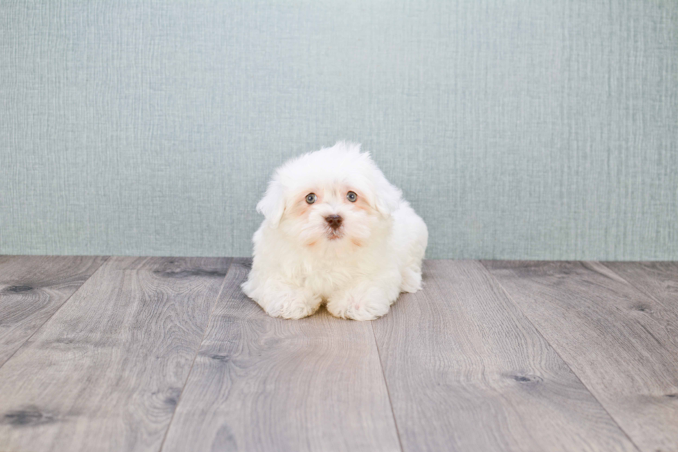 Havanese Pup Being Cute