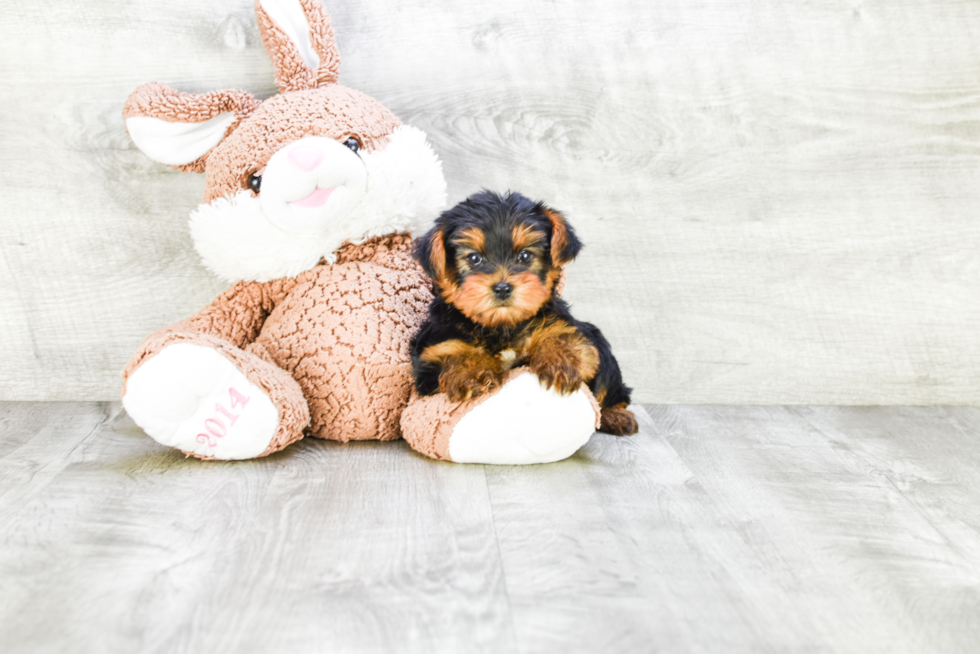 Meet Lisa - our Yorkshire Terrier Puppy Photo 