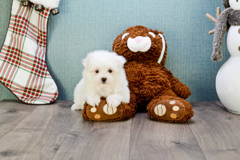 Maltipom Pup Being Cute