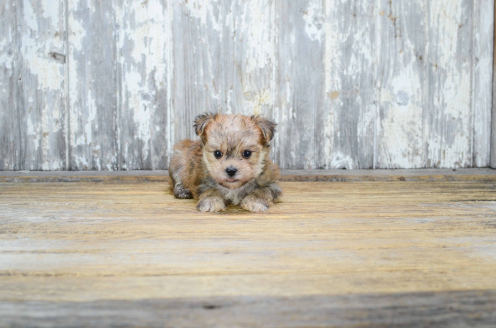 Morkie Pup Being Cute